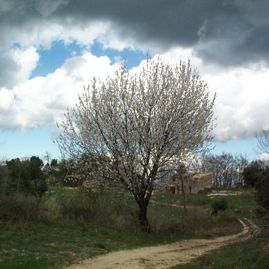 foto enselva't: ruta BTT Selva 10 - Sant Marçal arbre