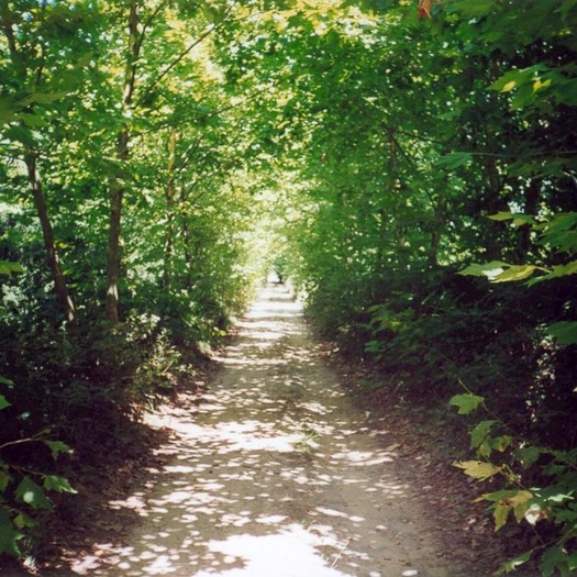 Foto enselva't: BTT Selva 8 - Vallcanera-Serramagra. Natura