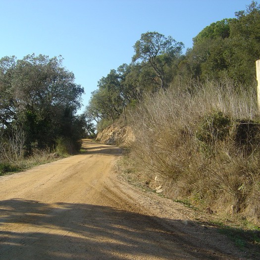 Enselva't. Ruta de Caulès. (Lloret de Mar)