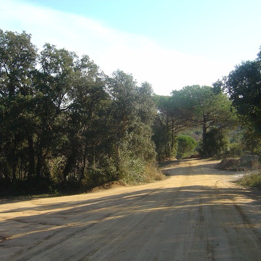 Enselva't. Ruta del camí vell a Tossa. Lloret de Mar.