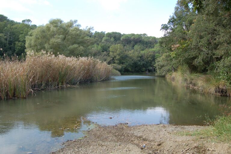 Enselva't. Ruta dels pantans d'en Llobet. Vidreres.