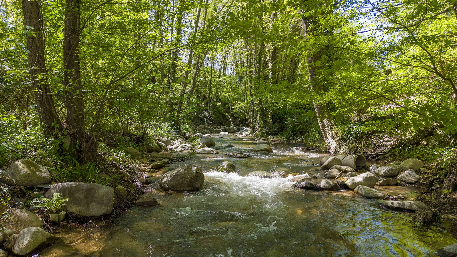 Enselva't. Riera d'Arbúcies.