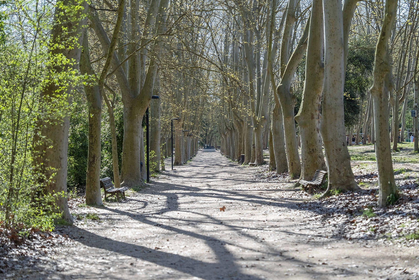 Enselva't. Parc de Sant Salvador. (Santa Coloma de Farners)