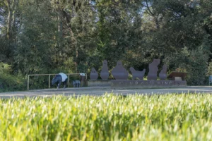 Campos de los muñecos