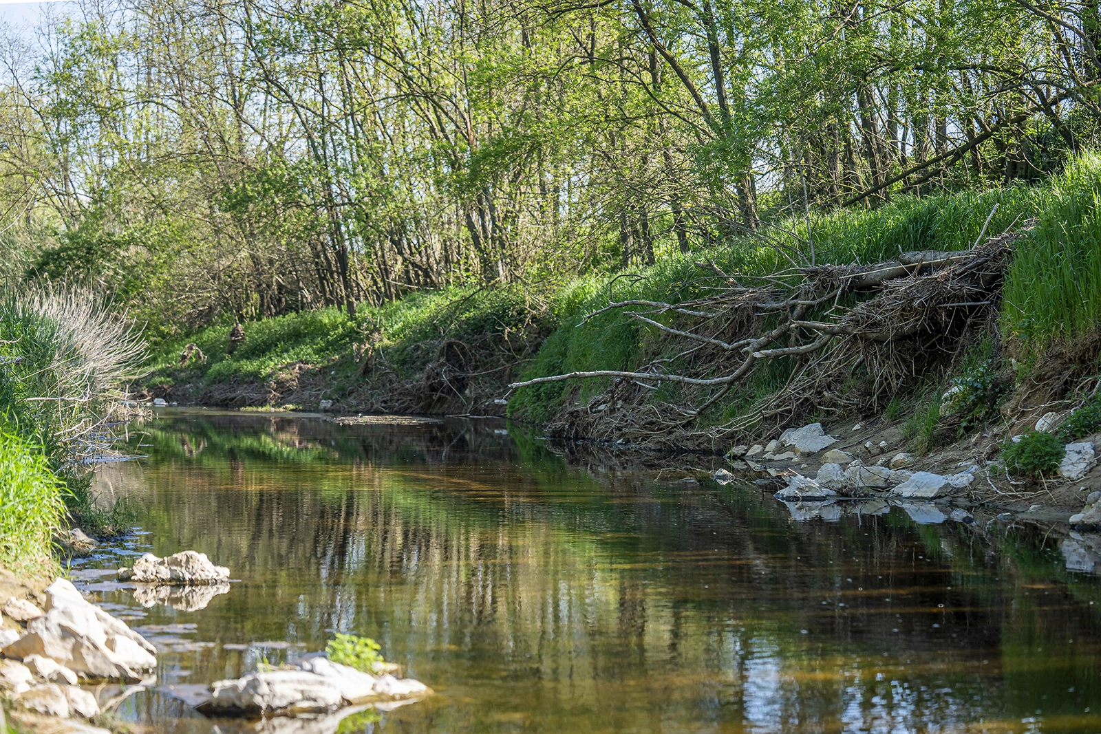 Enselva't. Riu. (Riudellots de la Selva)
