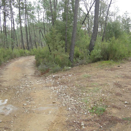 Foto Enselva't: BTT 23 - Sant Pere Sestronques (Anglès). Camins