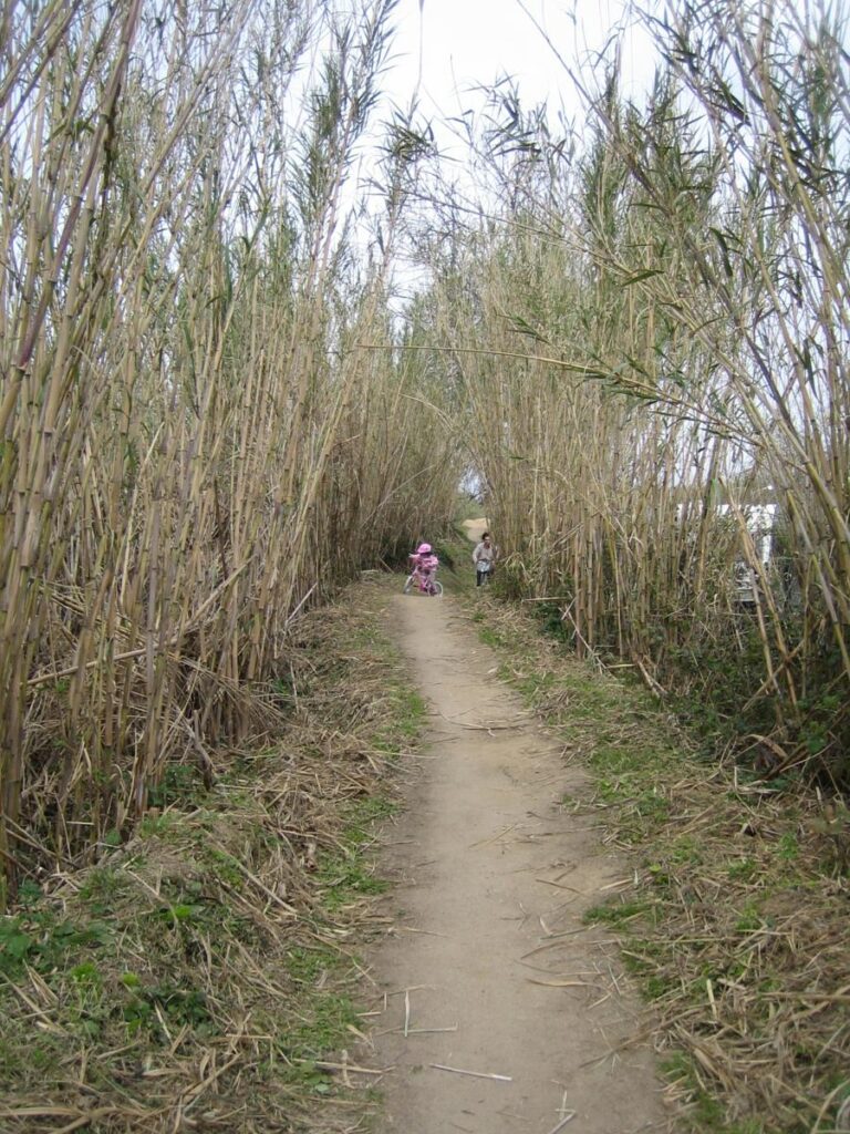 Enselva't. Ruta de la Tordera. (Blanes)