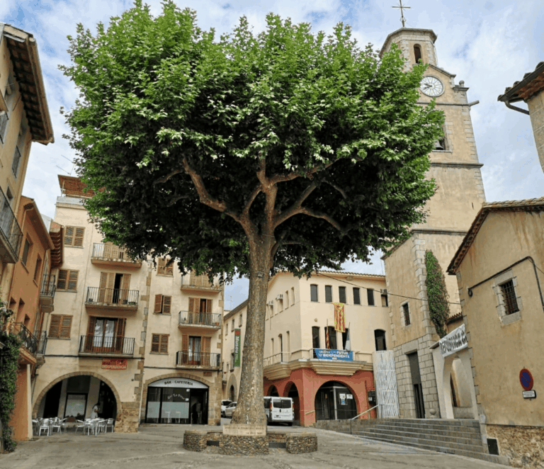 Enselva't. Arbre de la llibertat- Arbúcies. CCS