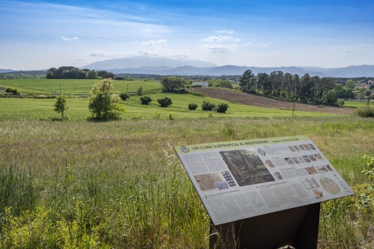 Camp dels Ninots