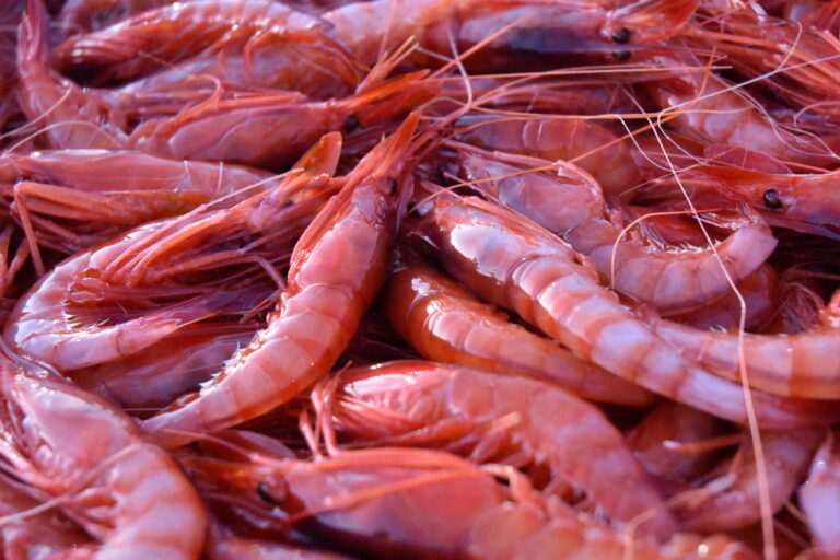 Foto Localitza: gamba i escamarlà de Blanes