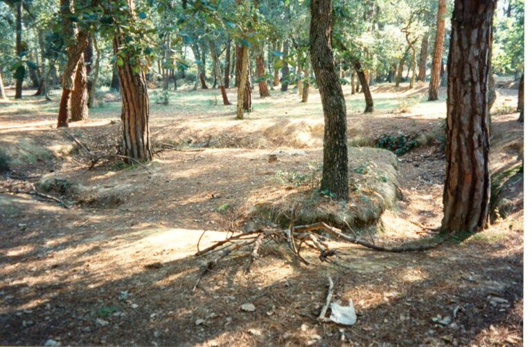 Enselva't. Trinxeres del Bosc de Can Puig - Vidreres -