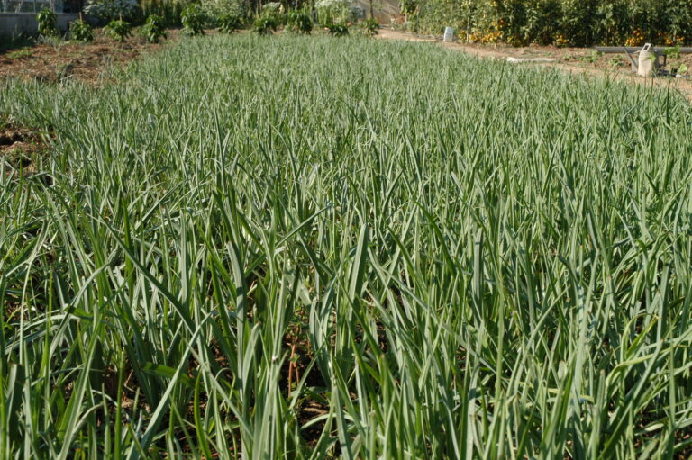 Salsafí de la Selva