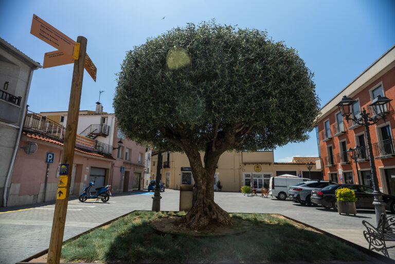 Enselva't. Foto de David Rueda. Plaça de L'Oliva. Vidreres.