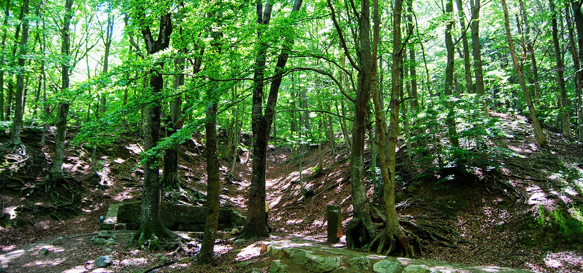 Font Bona