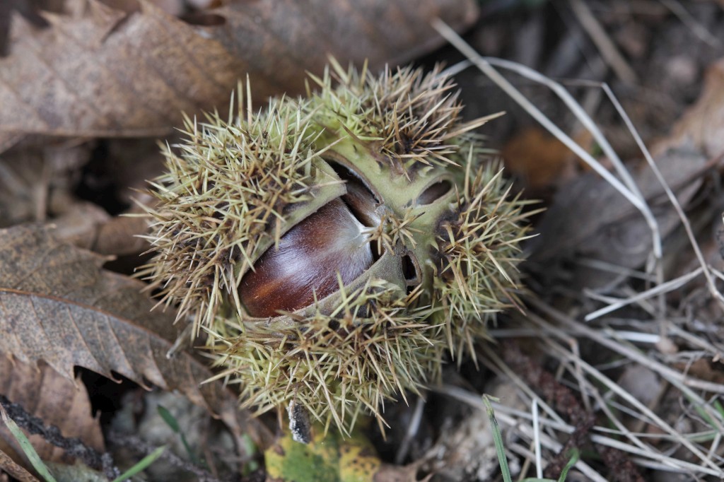 Foto: Parc Natural del Montseny, castanyes