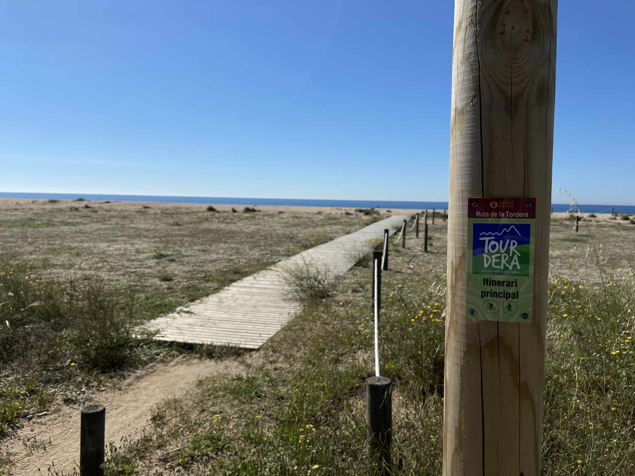 Foto: Tourdera. Imatge de la Tourdera a les platges de Malgrat de Mar.