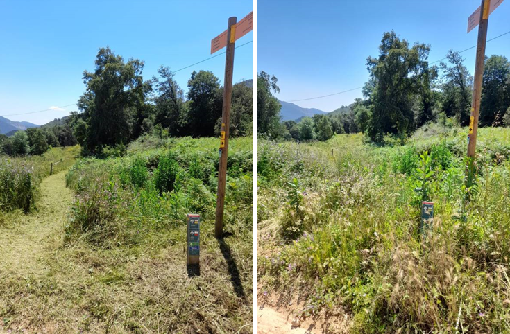 Foto: Tourdera. Control de vegetació a Arbúcies.