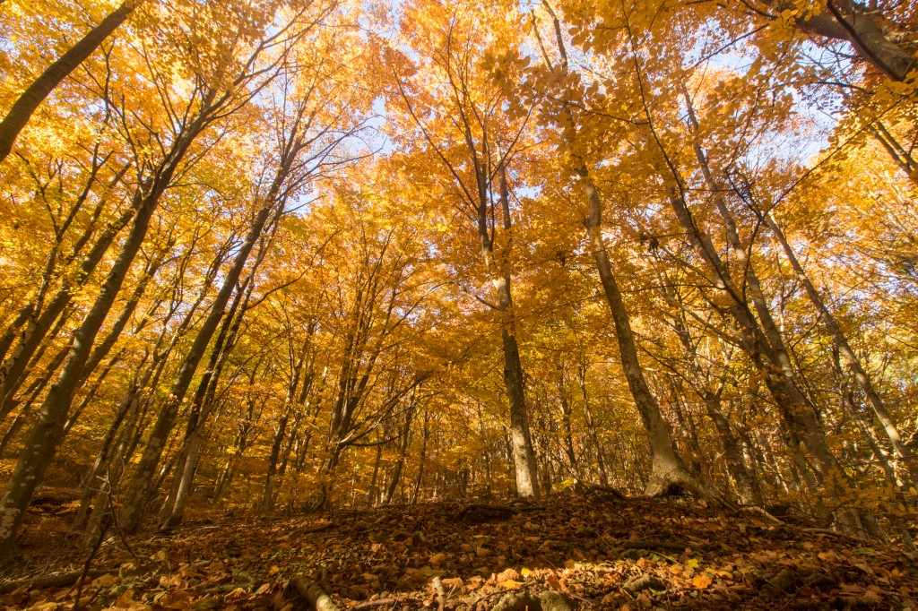 Font Bona, Montseny